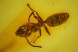 Detailed Fossil Flies, Ant and Spider in Baltic Amber #135065-1